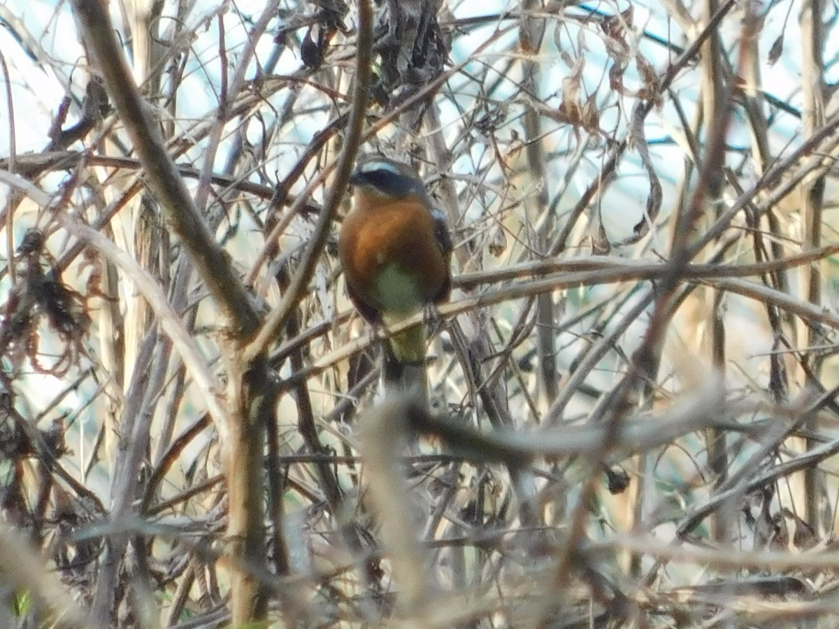 Black-and-rufous Warbling Finch - ML644535524