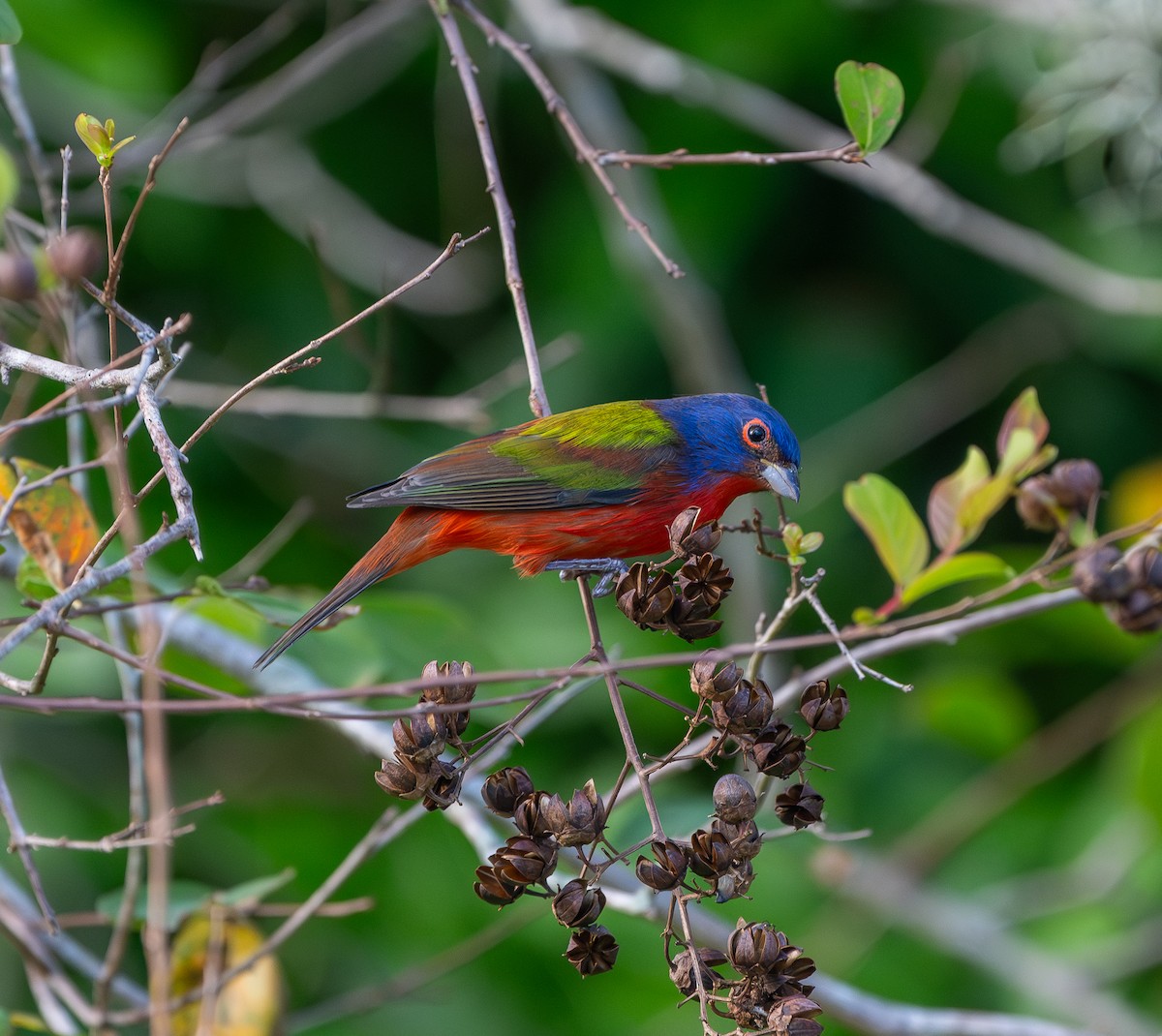 Painted Bunting - ML644535526
