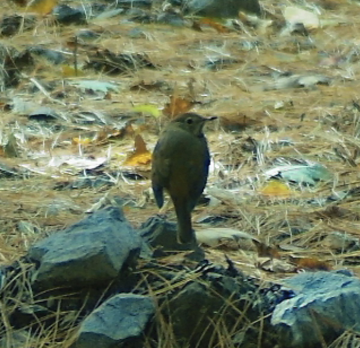 Hermit Thrush - ML644535527