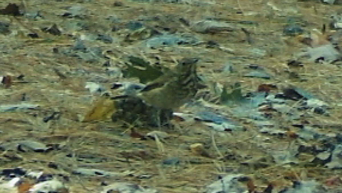 Hermit Thrush - ML644535528