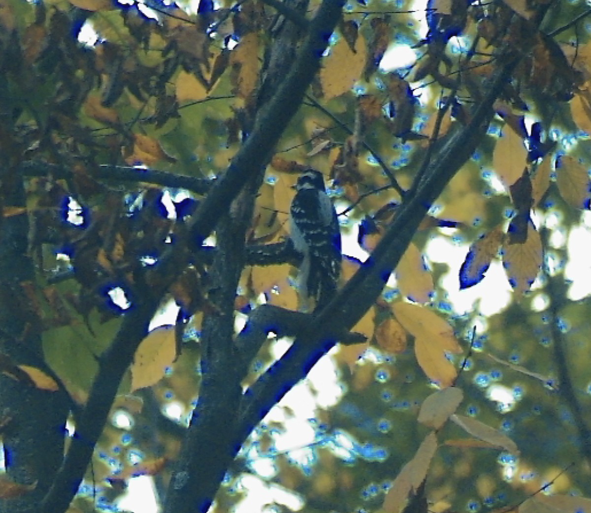 Downy Woodpecker - ML644535529