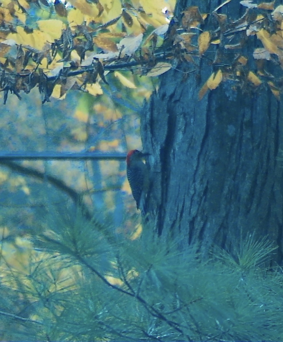 Red-bellied Woodpecker - ML644535530