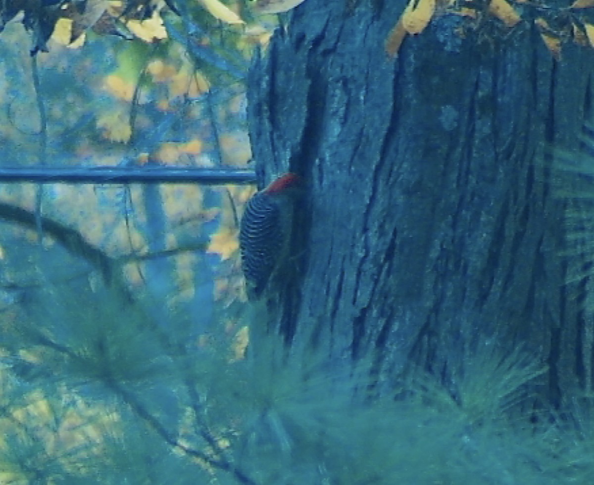 Red-bellied Woodpecker - ML644535531