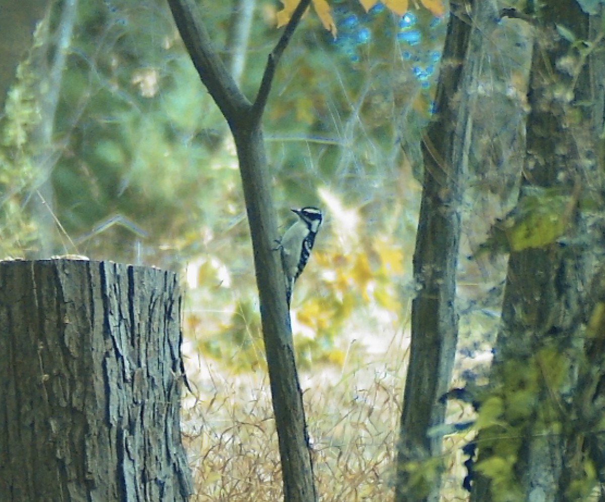 Downy Woodpecker - ML644535532