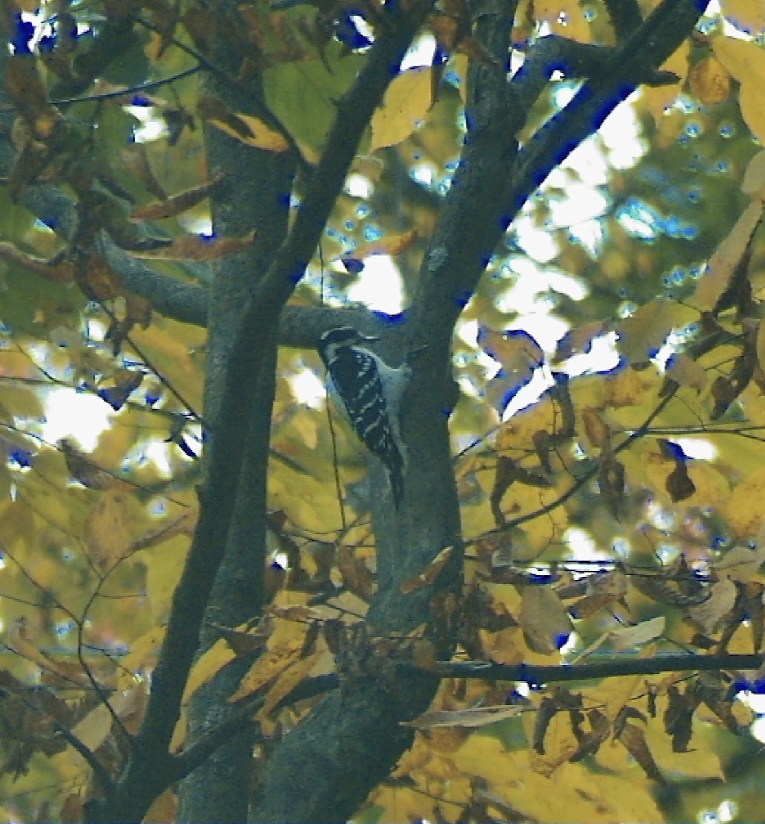 Downy Woodpecker - ML644535533