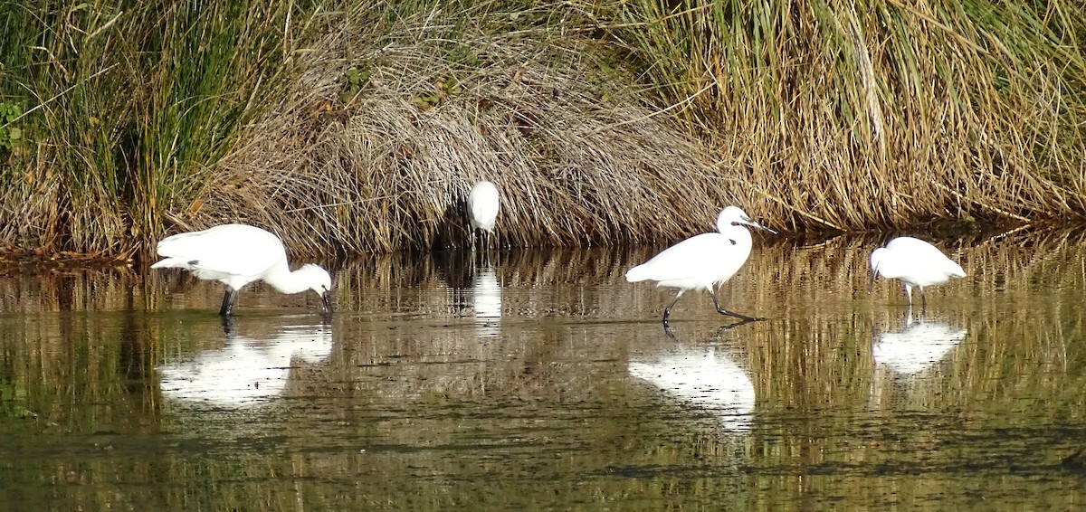 Little Egret - ML644535535
