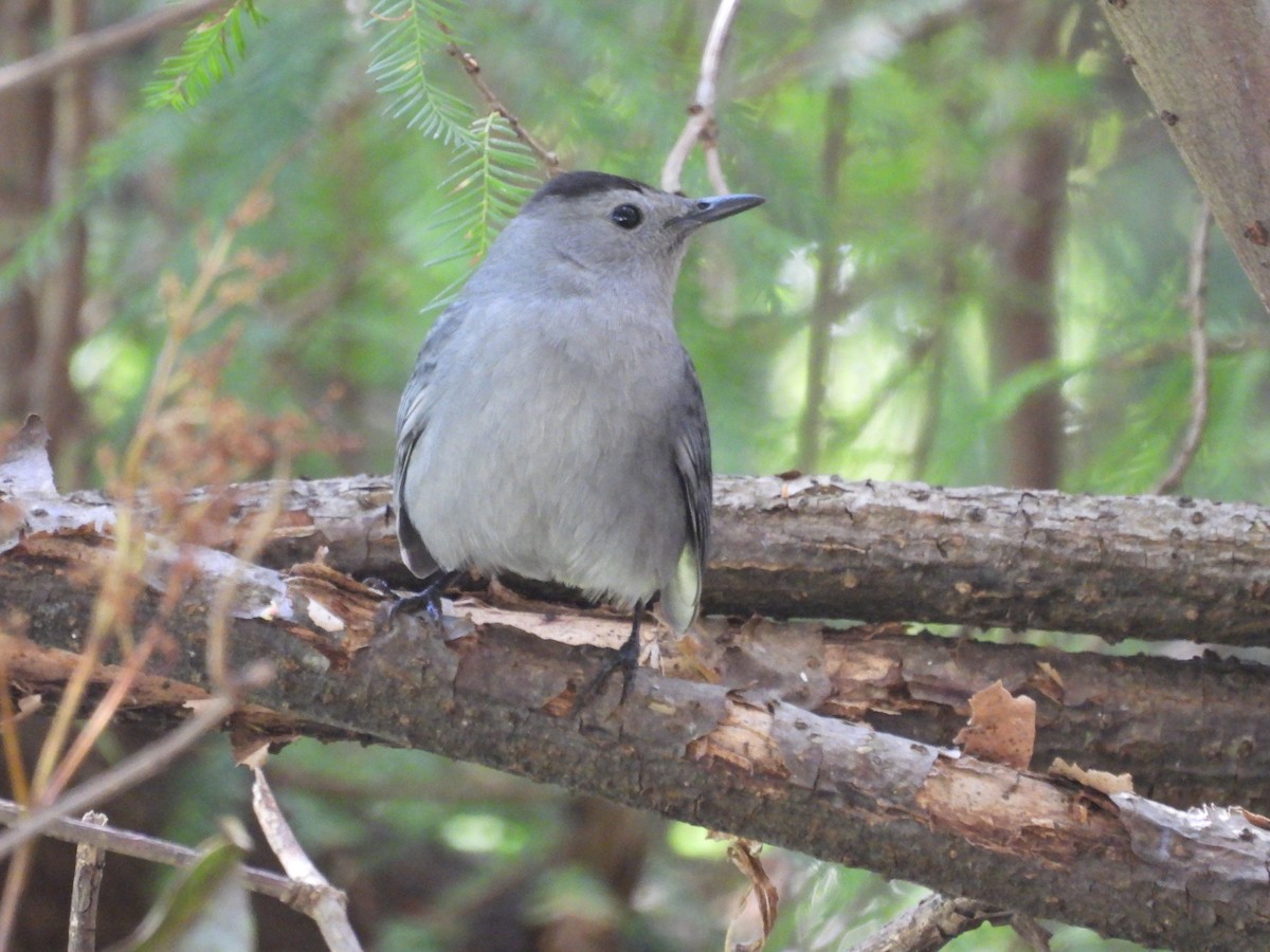 Gray Catbird - ML644535537