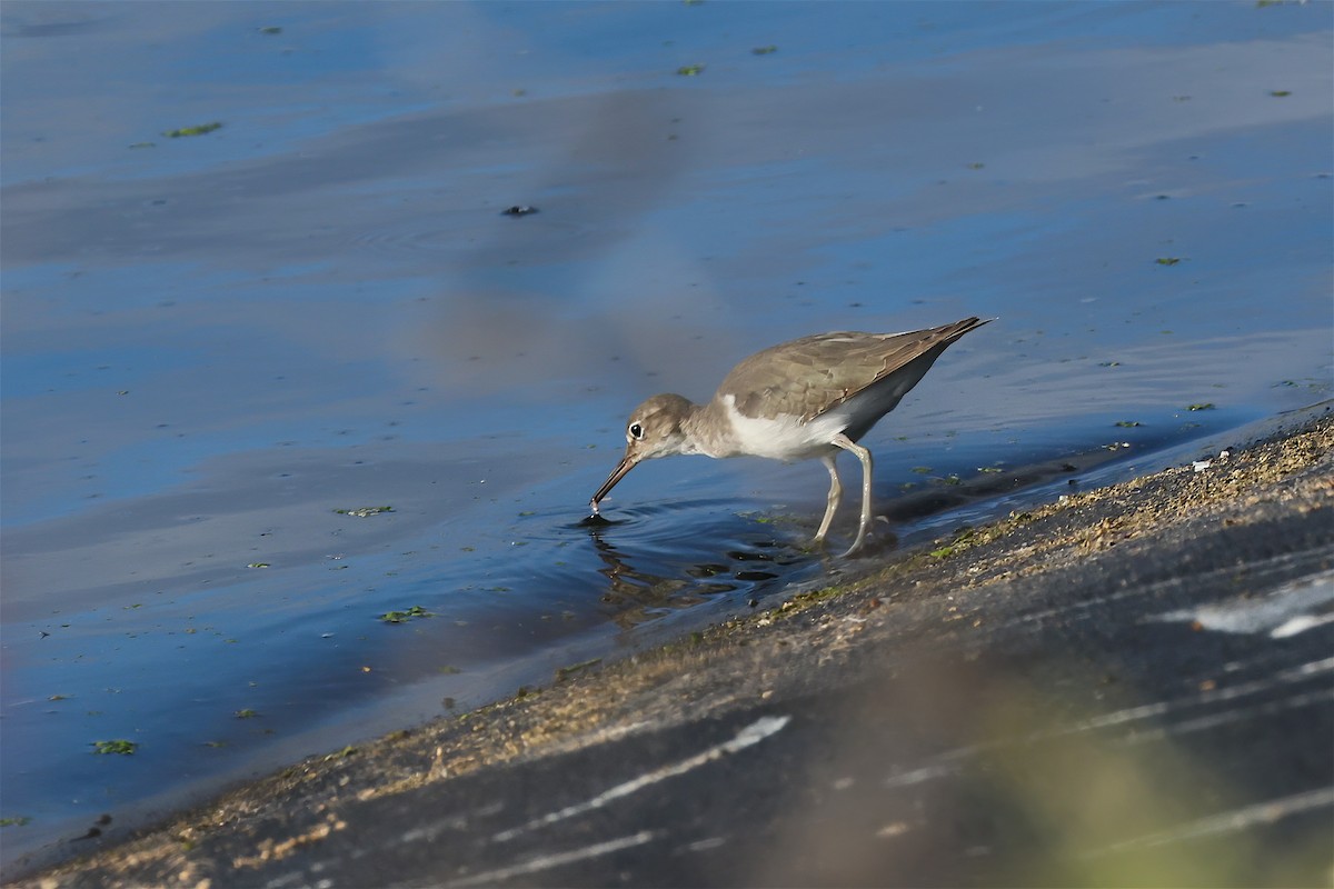 Spotted Sandpiper - ML644535538