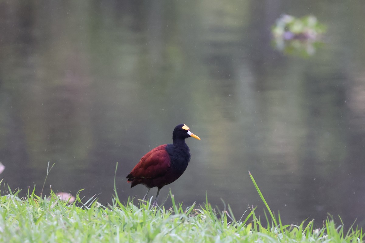 Northern Jacana - ML644535539