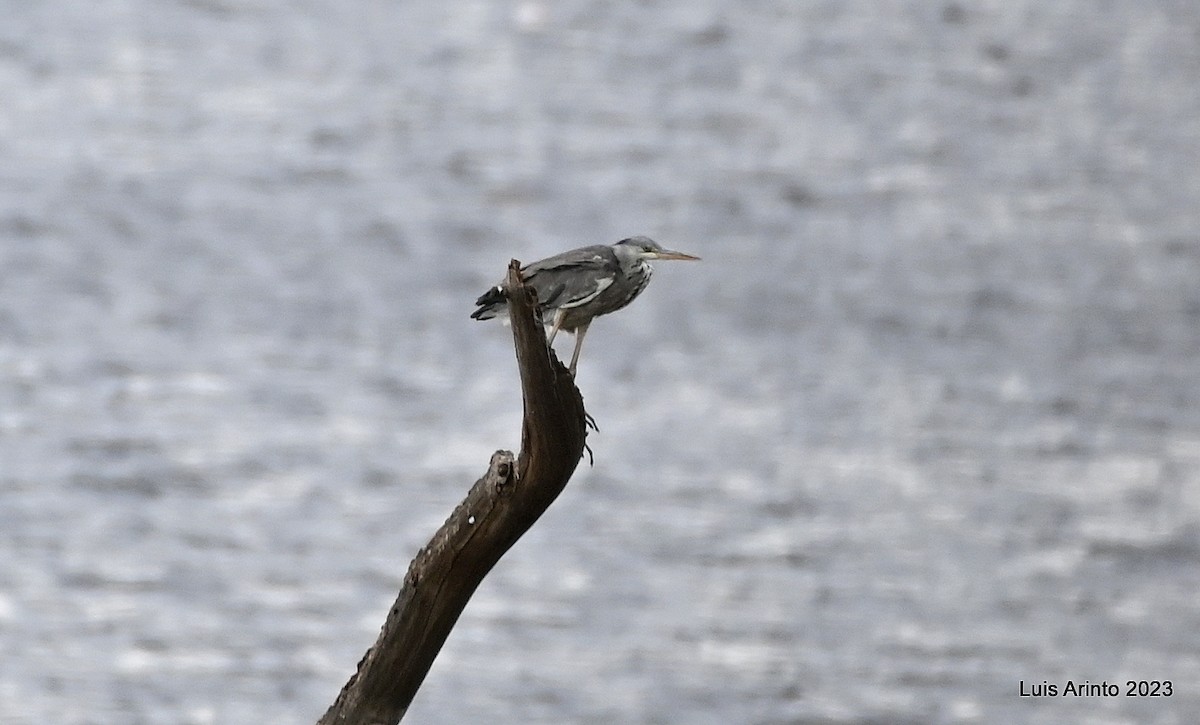 Gray Heron - ML644535540