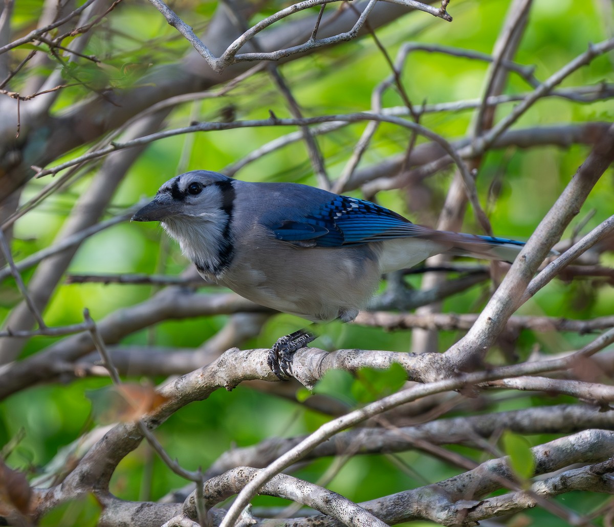 Blue Jay - ML644535546