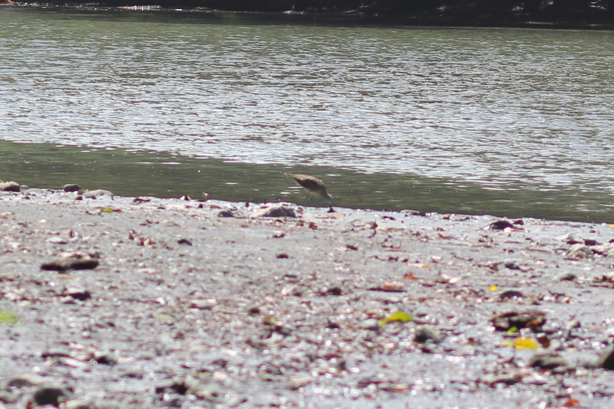 koliha hudsonská - ML644535554