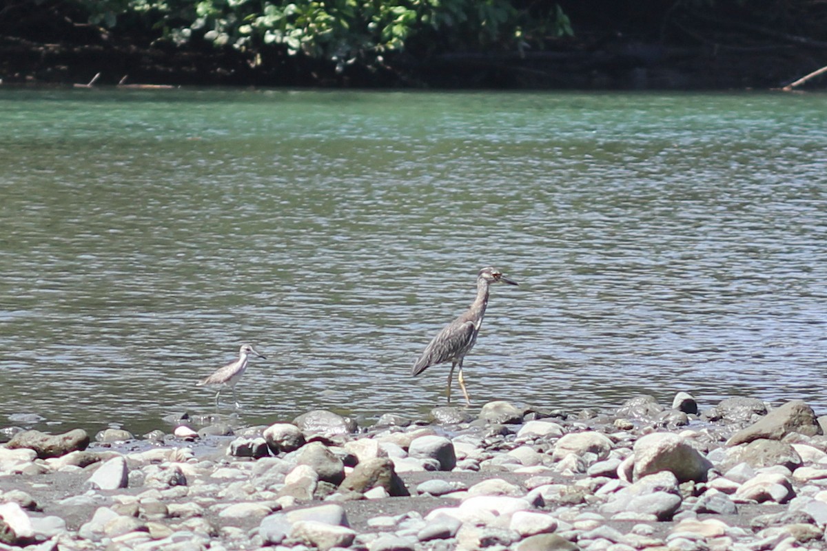 Yellow-crowned Night Heron - ML644535555