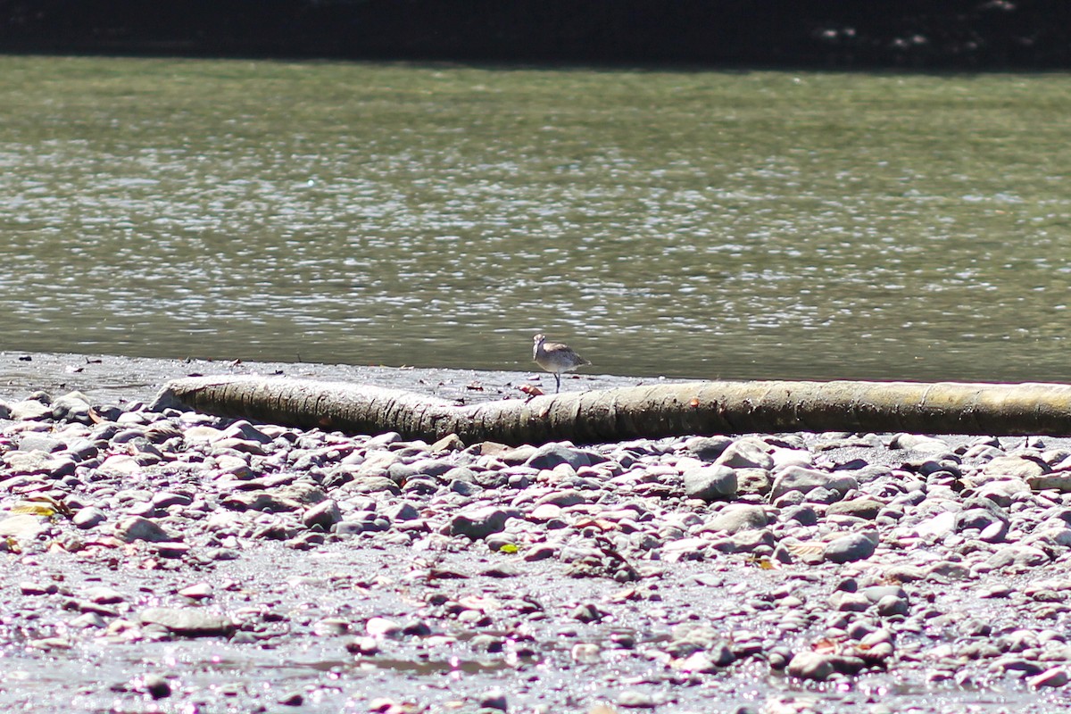 koliha hudsonská - ML644535556