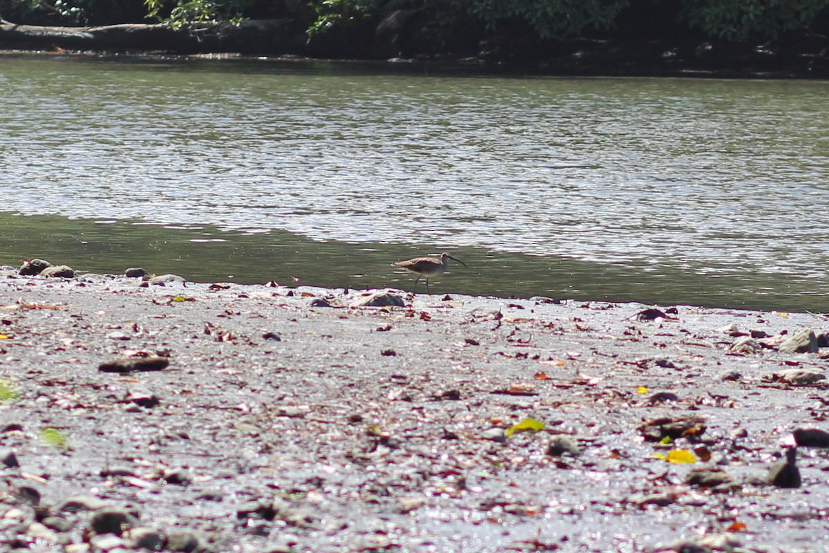 Hudsonbrachvogel - ML644535557