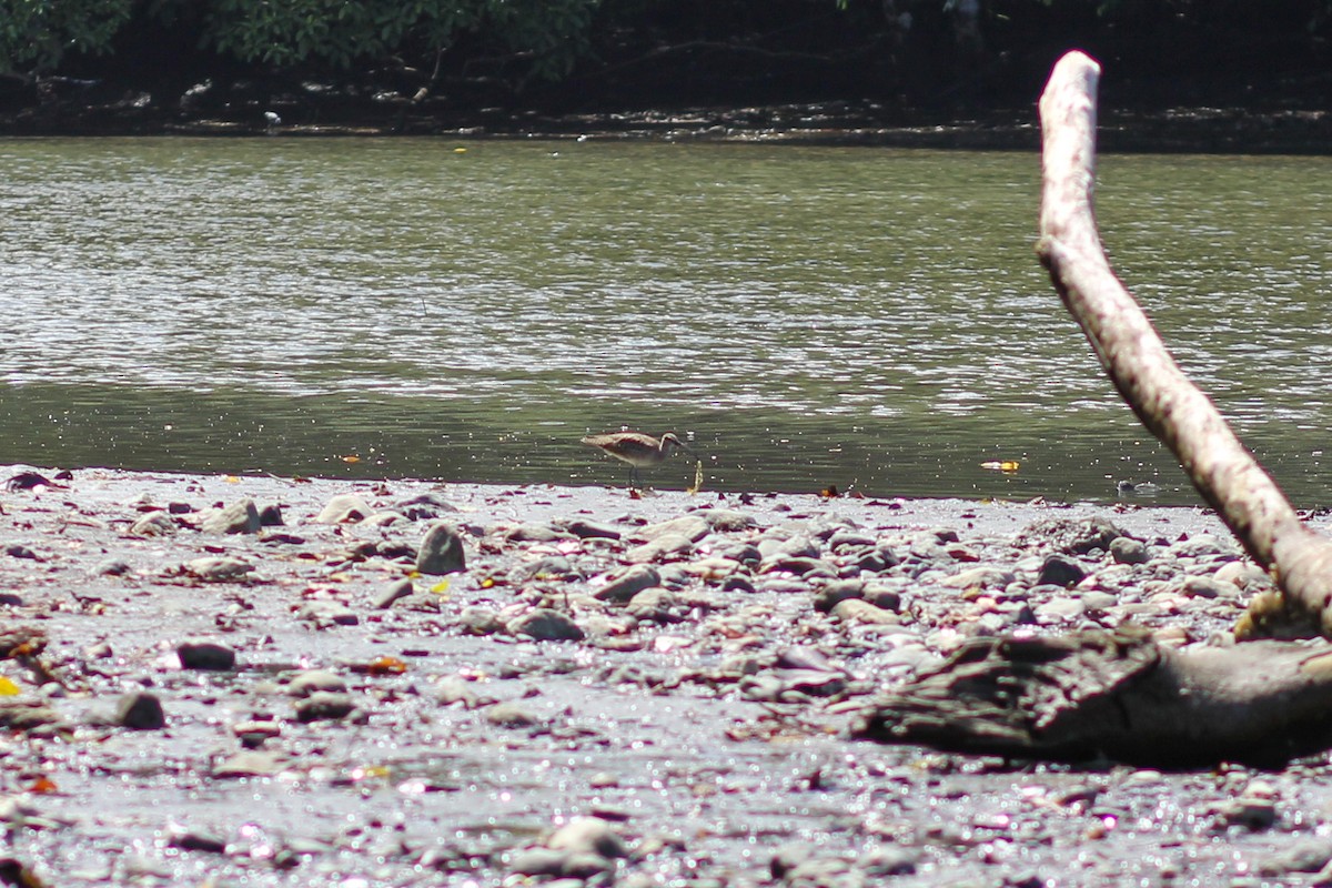 Hudsonbrachvogel - ML644535558