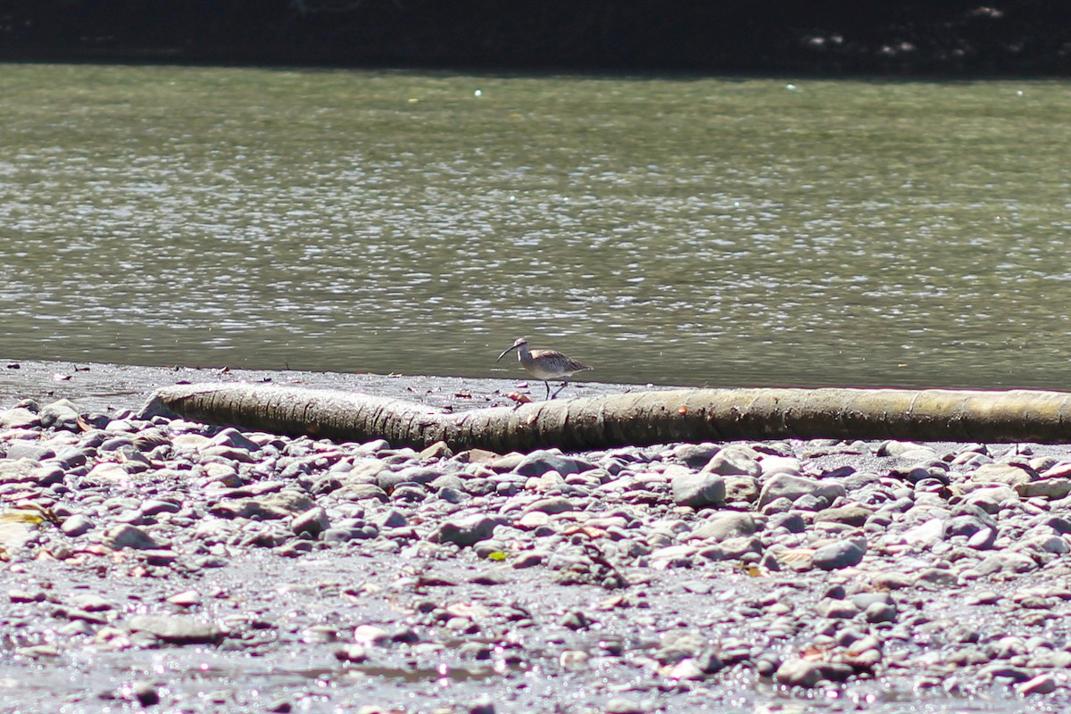 Hudsonbrachvogel - ML644535559