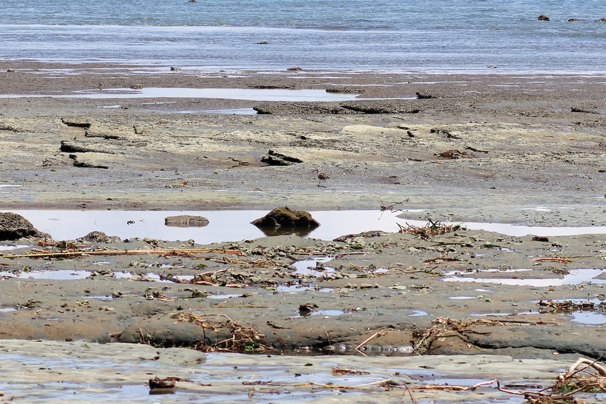 koliha hudsonská - ML644535560