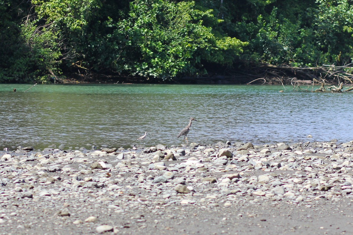 Yellow-crowned Night Heron - ML644535561