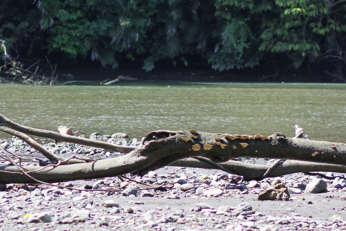 Schlammtreter - ML644535562