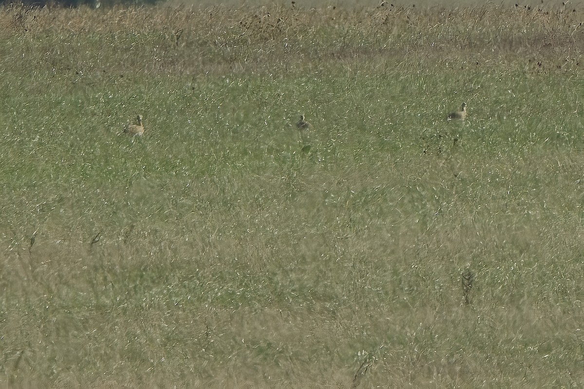 Little Bustard - ML644535563