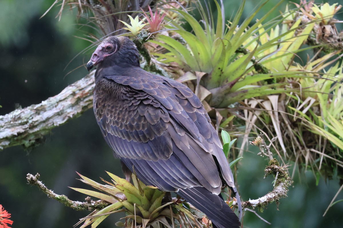 kalkunkondor - ML644535565