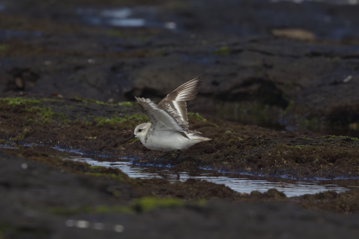 Песчанка - ML644535566