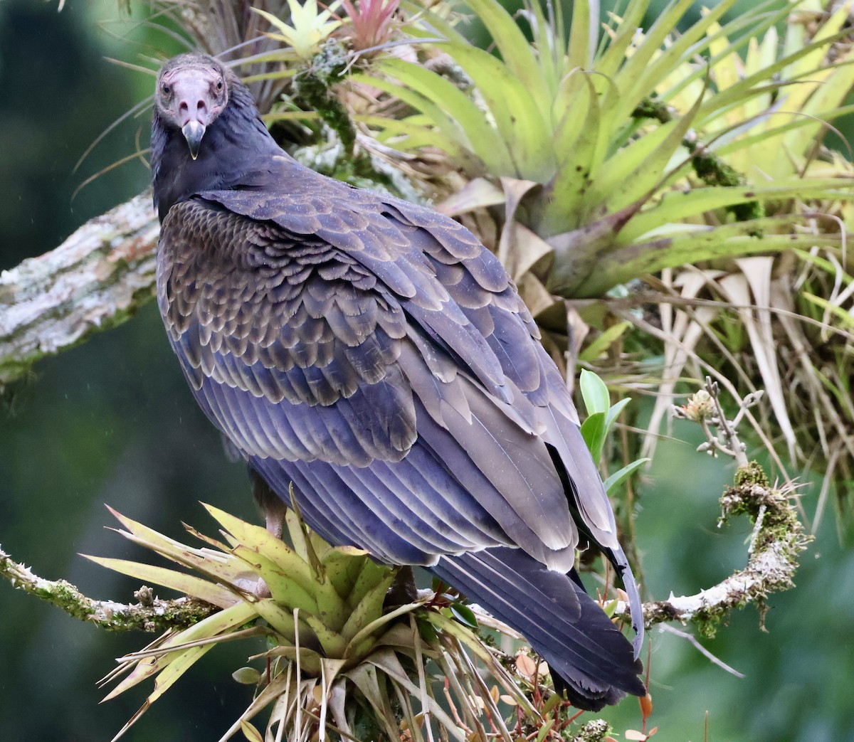 kalkunkondor - ML644535569