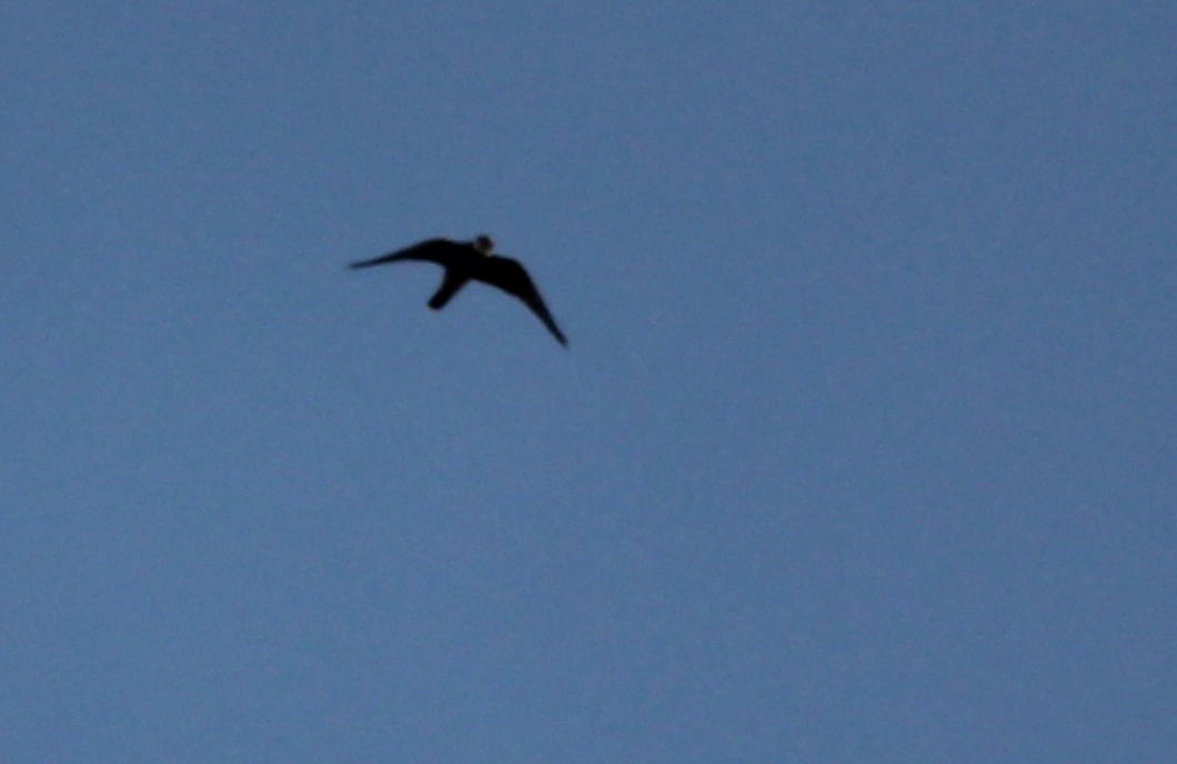 Red-footed Falcon - ML644535575