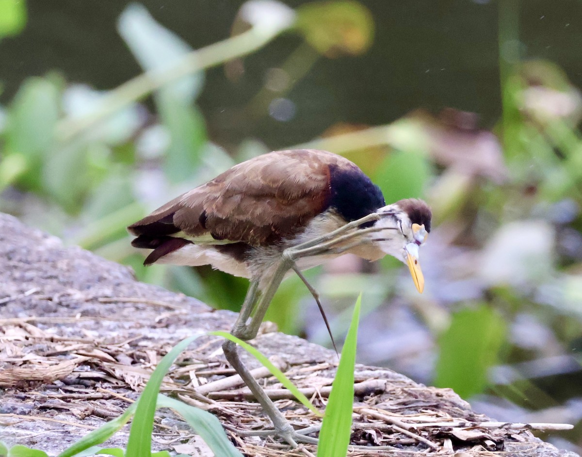 Northern Jacana - ML644535576