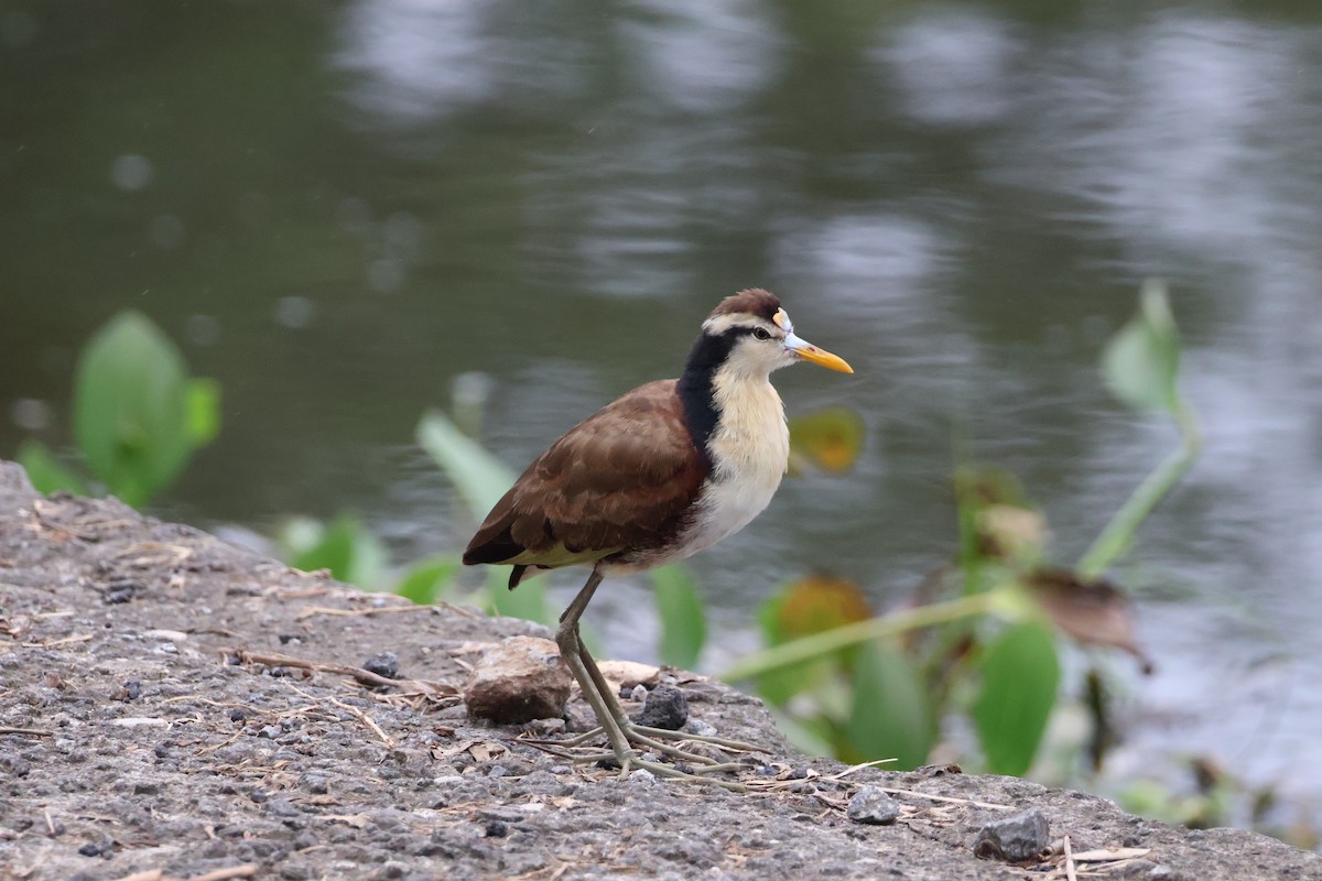 Northern Jacana - ML644535580