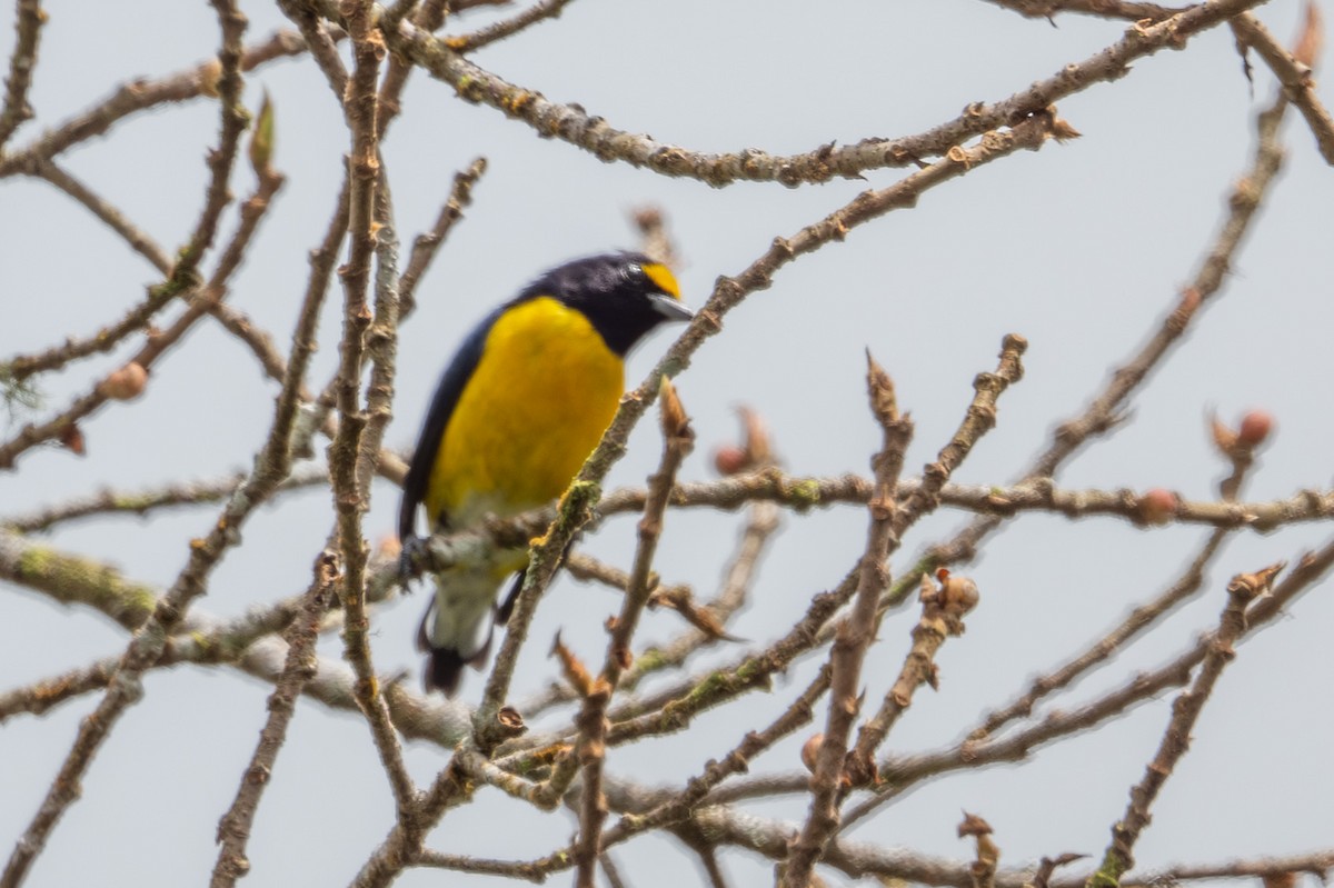 Белогузая эуфония - ML644535581