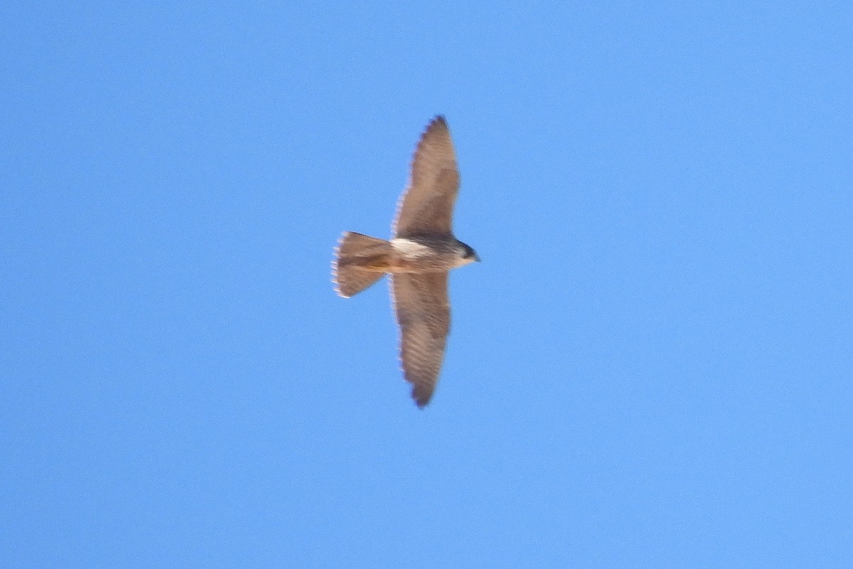 Peregrine Falcon - ML644535583