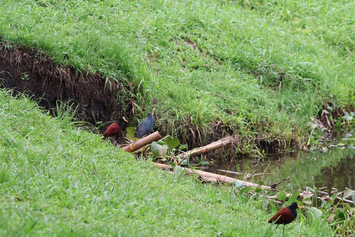 Purple Gallinule - ML644535601