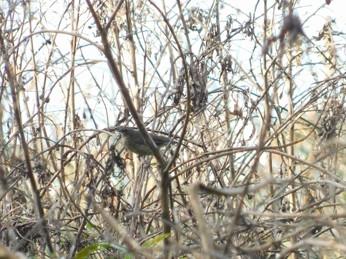 Bluish-gray Saltator - ML644535610