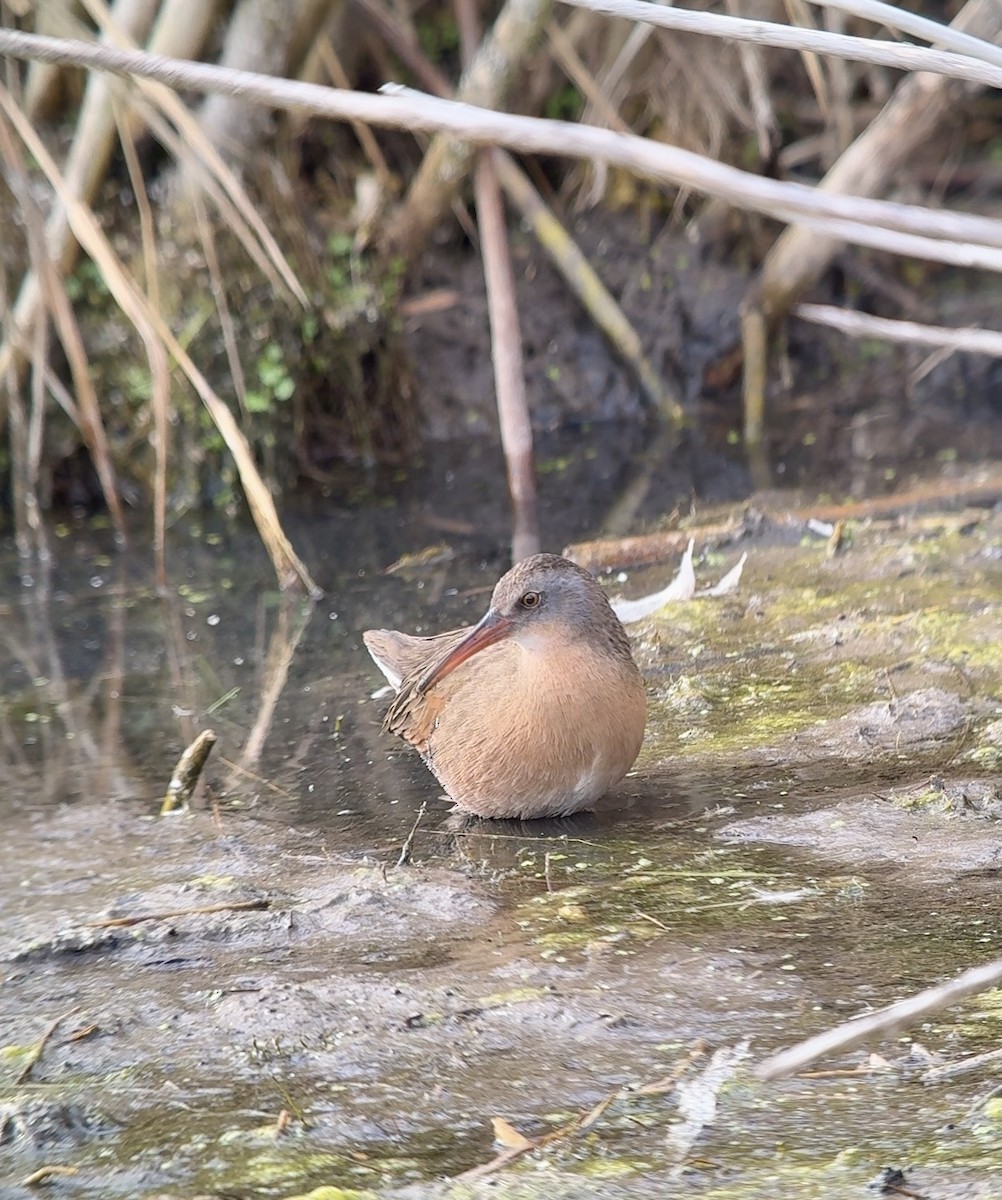 Virginia Rail - ML644535613