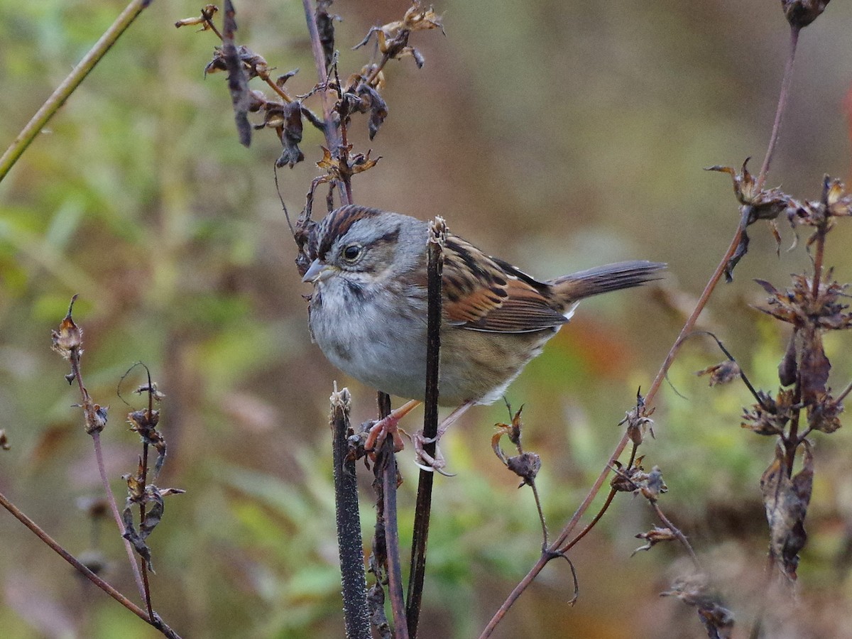 Swamp Sparrow - ML644535614