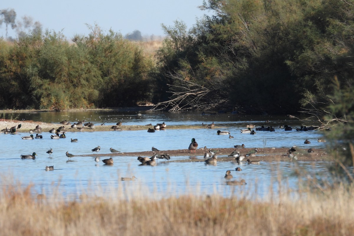 Northern Lapwing - ML644535615