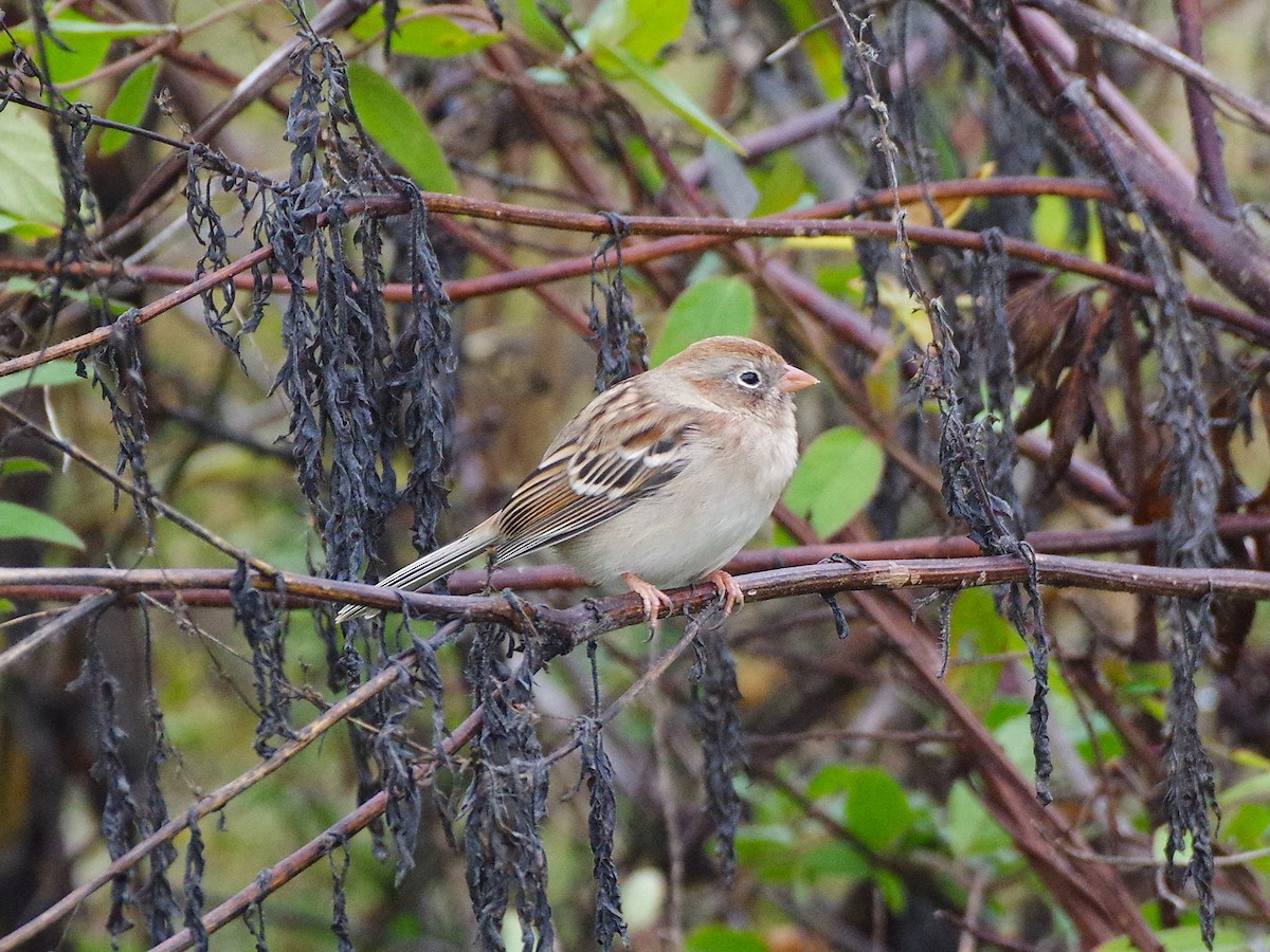 Field Sparrow - ML644535624
