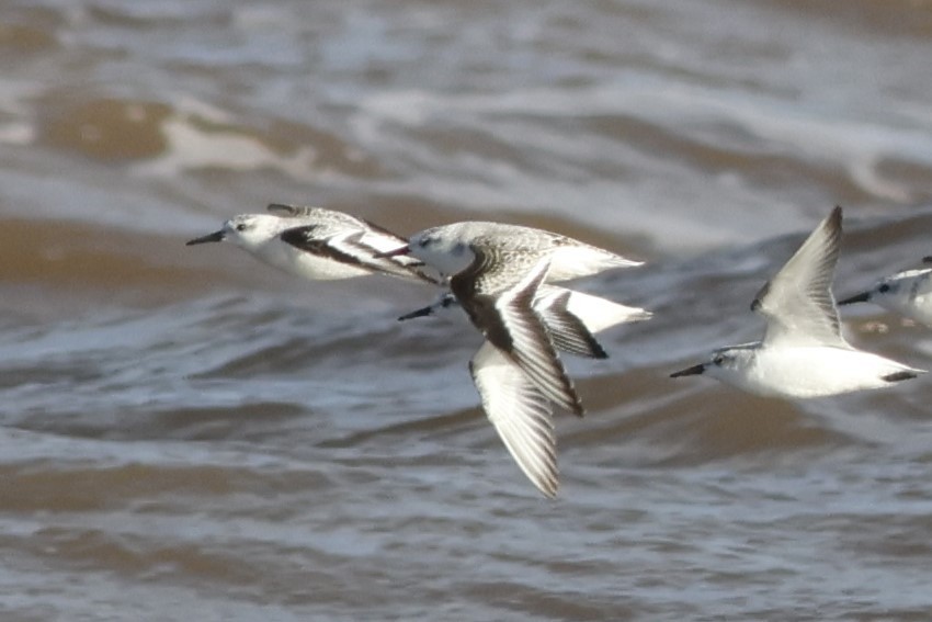 Песчанка - ML644535626