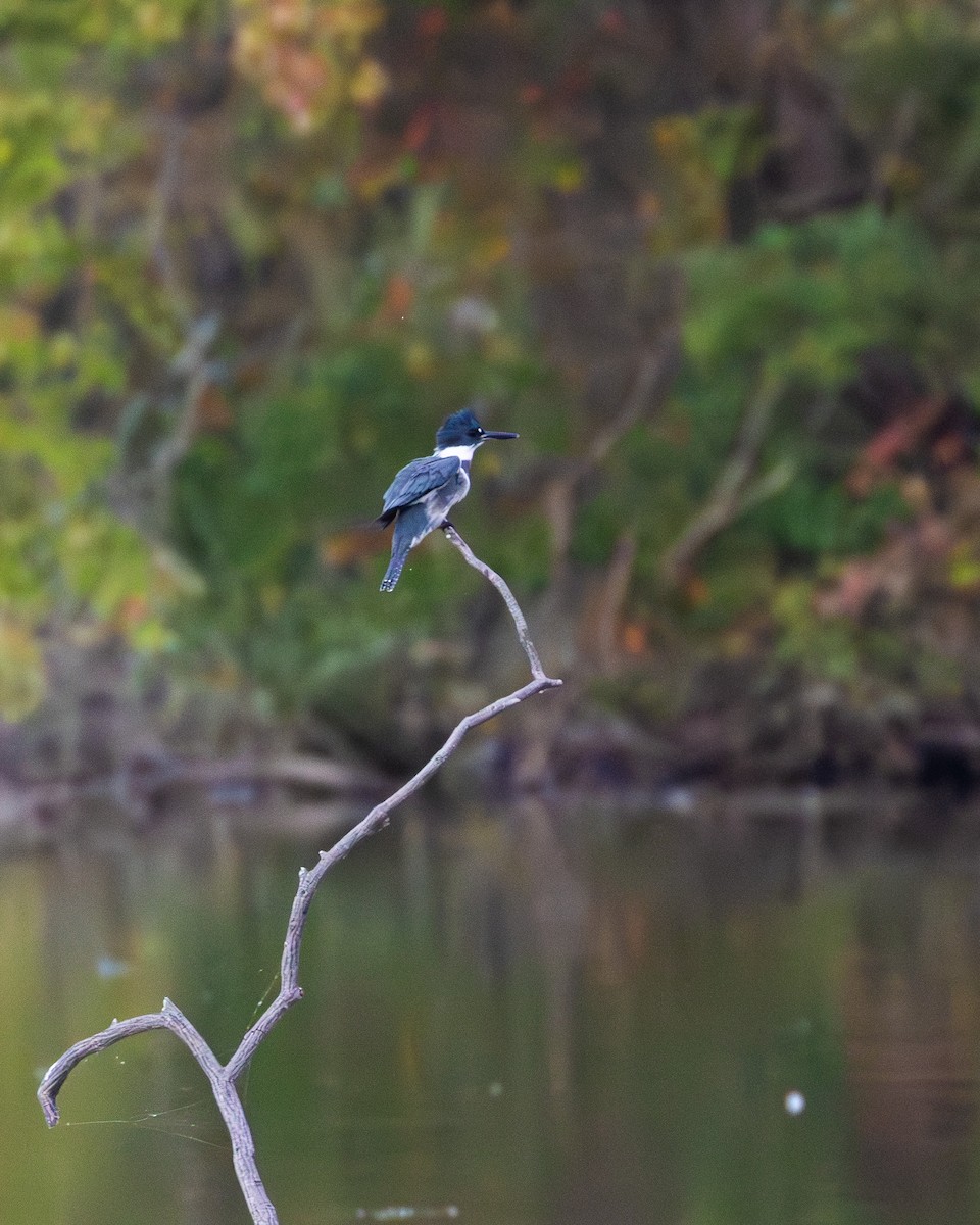 Опоясанный зимородок - ML644535637