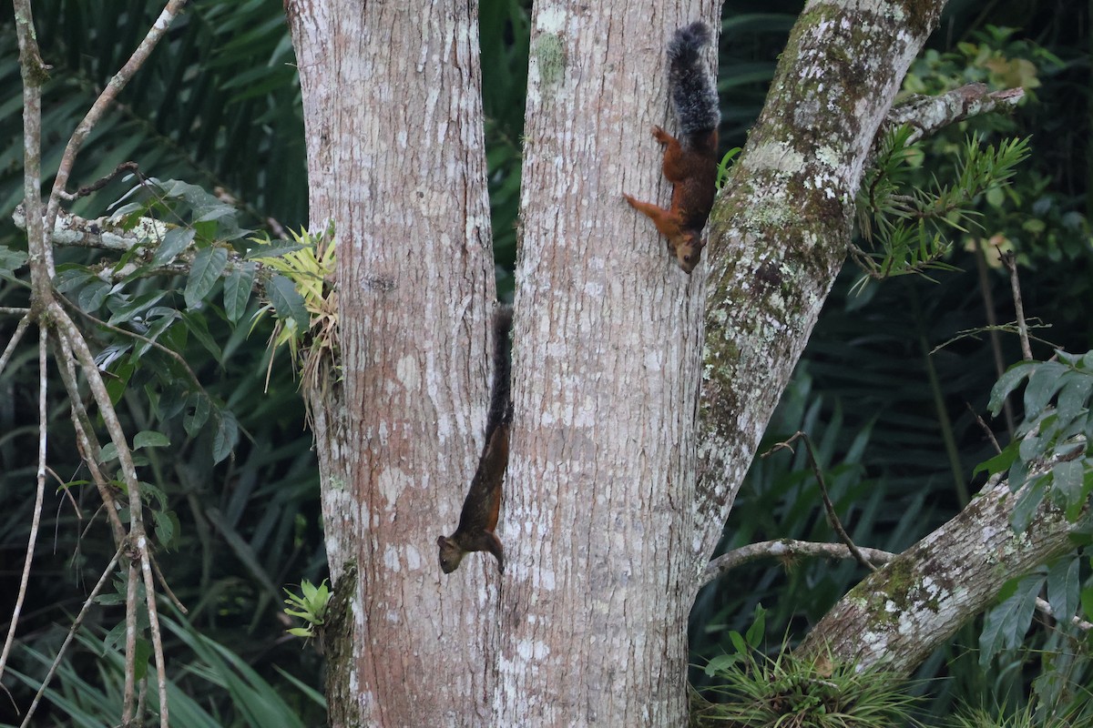 Animals - ML644535649