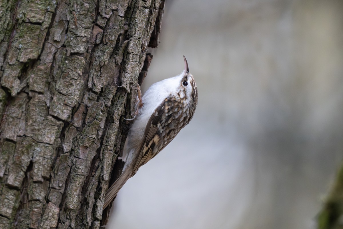 キバシリ - ML644535650