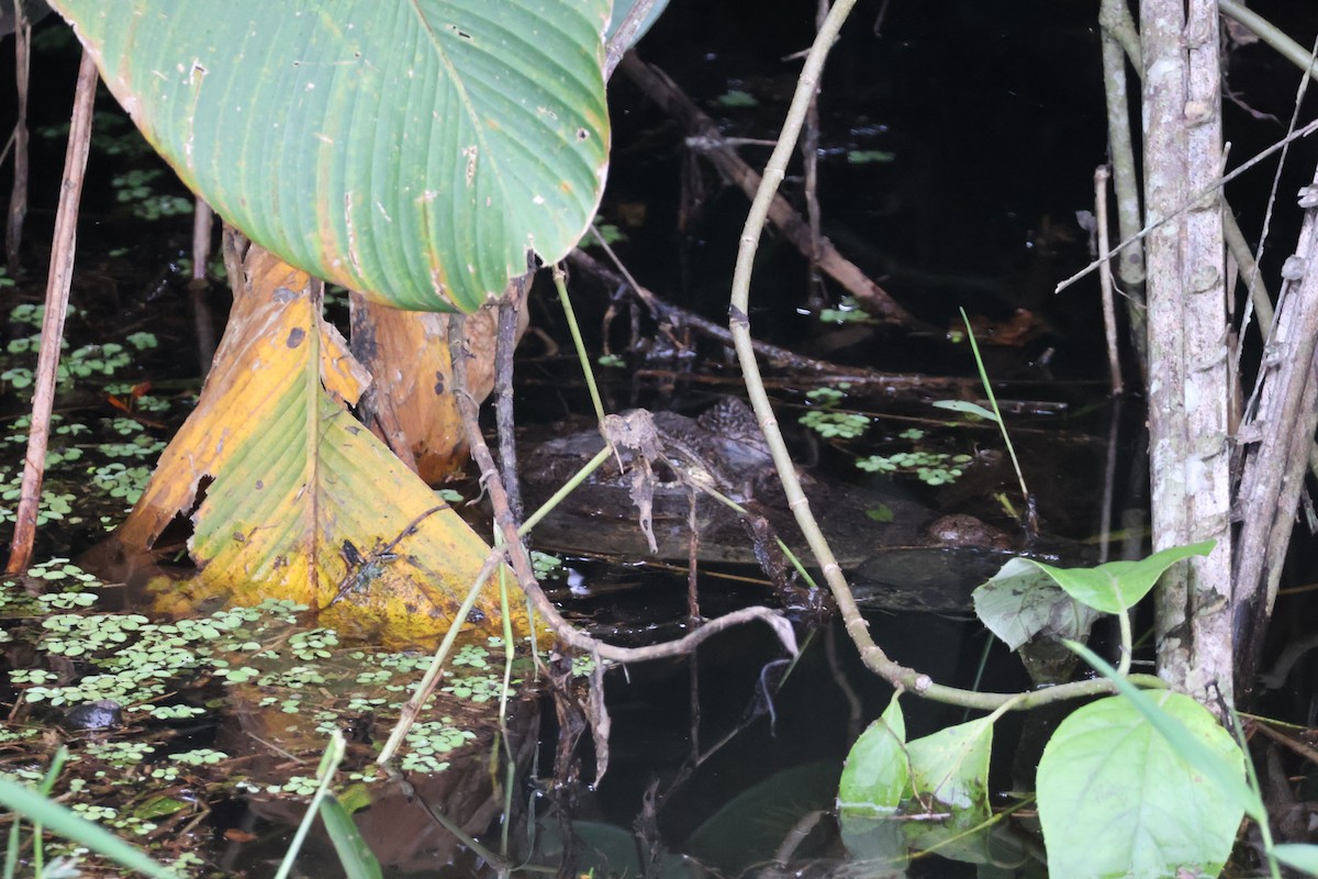 Animals - ML644535654