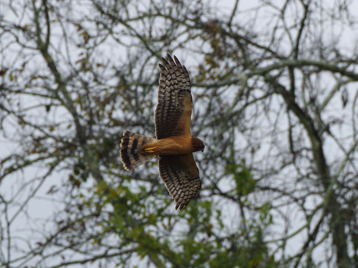 Northern Harrier - ML644535662