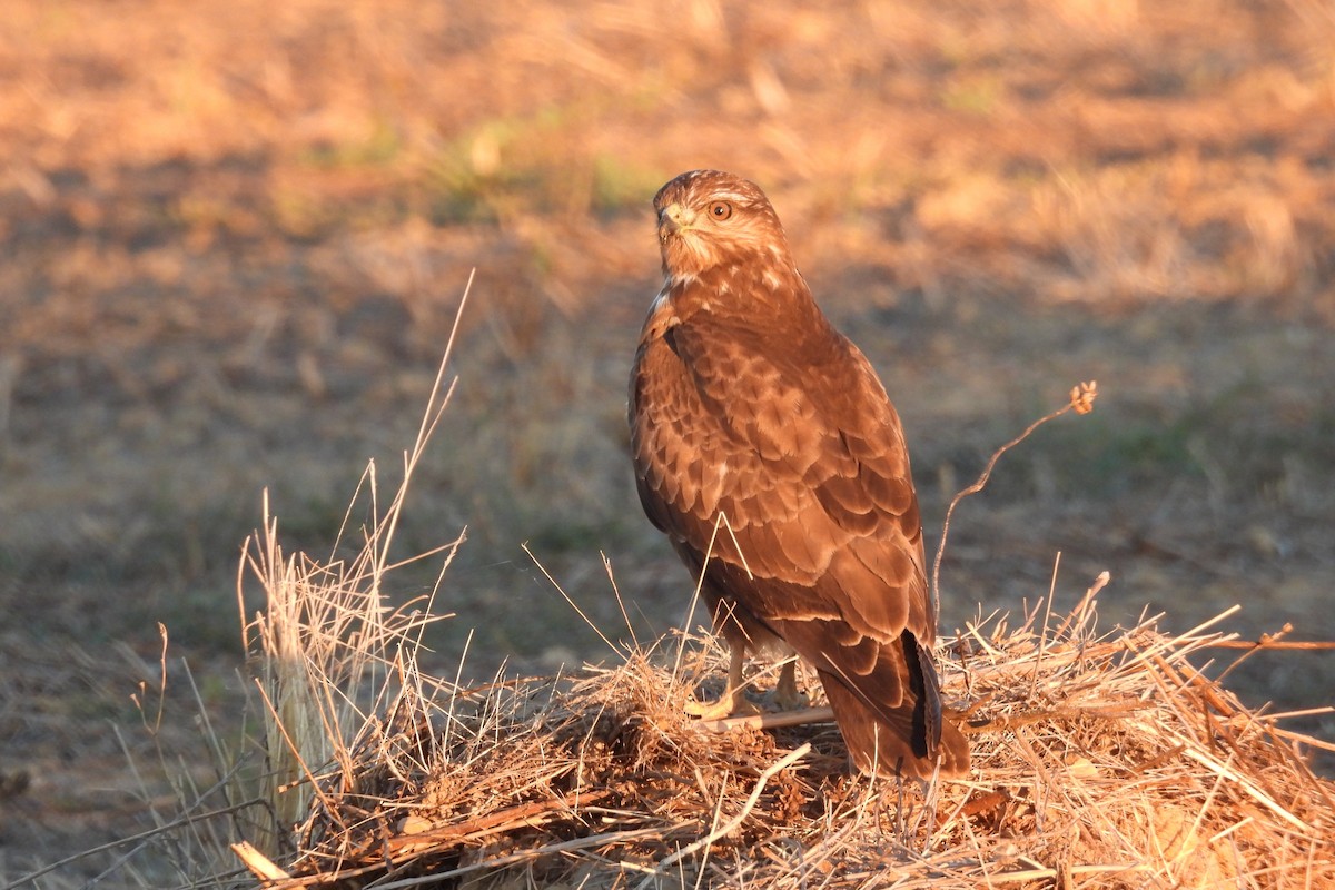 Common Buzzard - ML644535679
