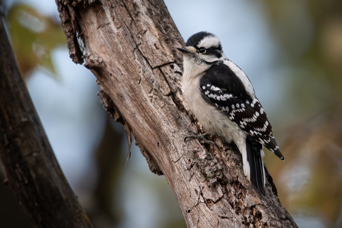 Downy Woodpecker - ML644535680