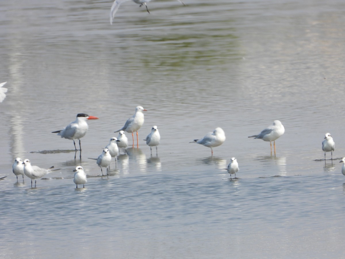 smalnebbmåke - ML644535681