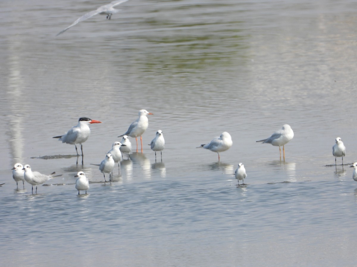 rovterne - ML644535689