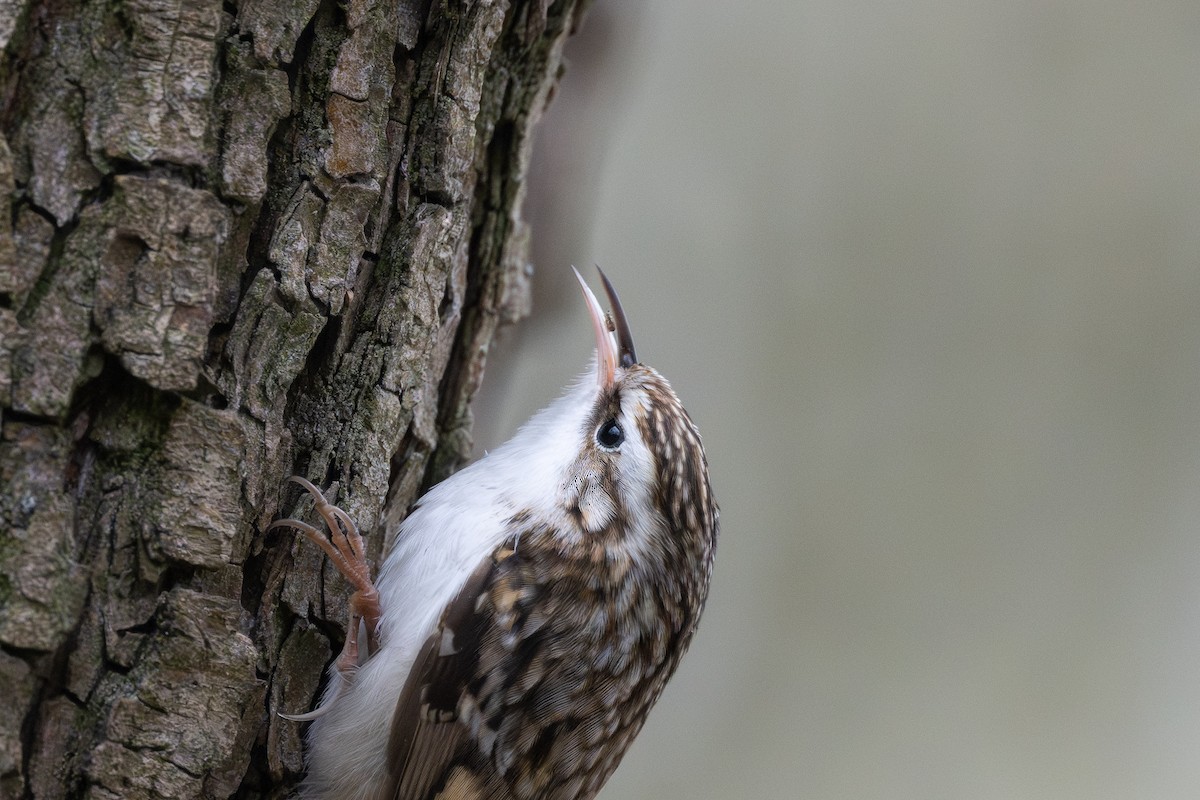 キバシリ - ML644535691